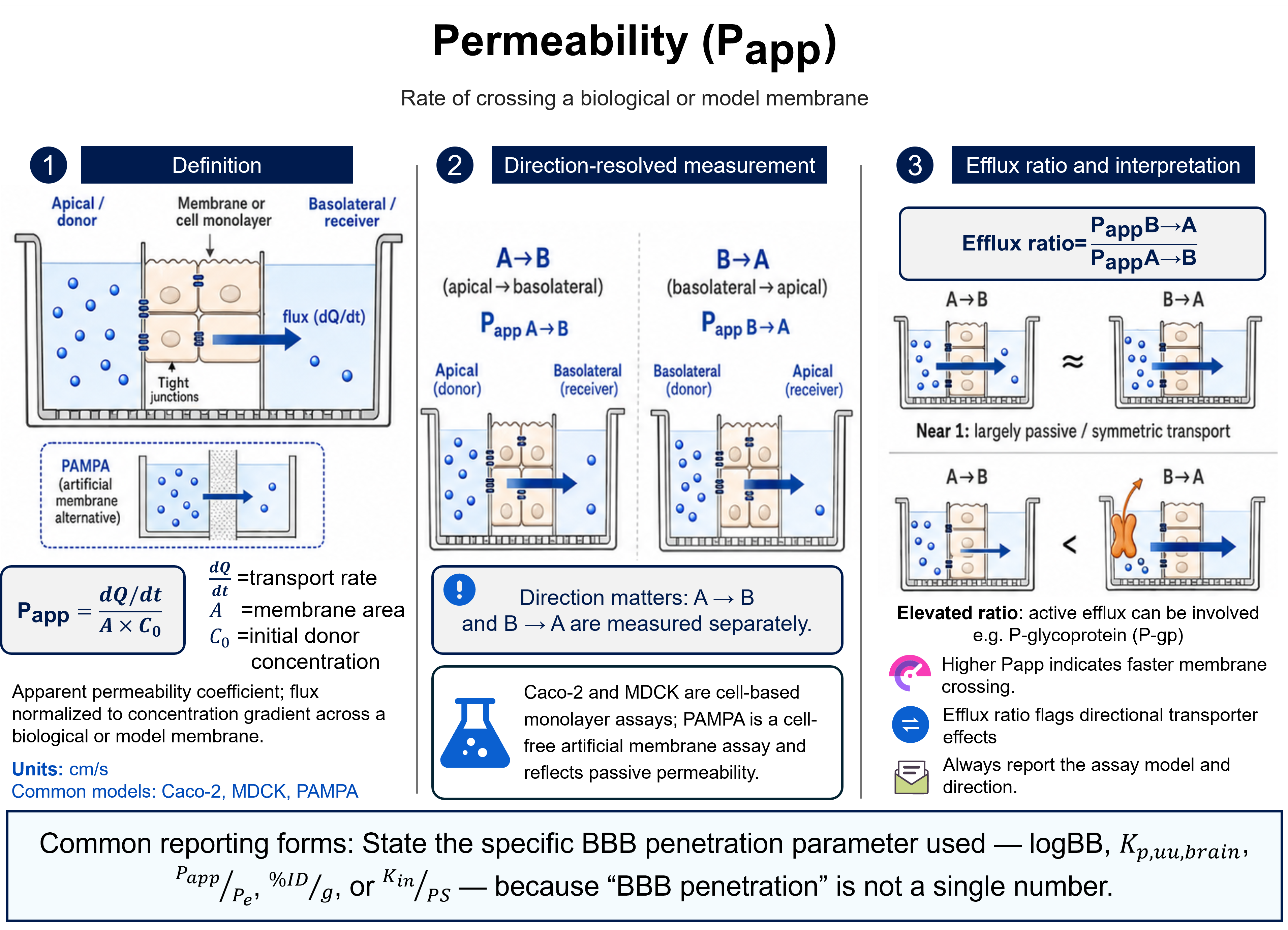Permeability (Papp): the rate at which a compound crosses a biological or model membrane, where Papp = (dQ/dt)/(A × C0) — transport rate normalised to membrane area and initial donor concentration, in cm/s. It is measured across a tight-junction-sealed cell monolayer (Caco-2, MDCK) or a cell-free artificial membrane (PAMPA, passive only), direction-resolved as apical→basolateral (A→B) and basolateral→apical (B→A). The efflux ratio = Papp(B→A)/Papp(A→B): near 1 indicates passive/symmetric transport, while an elevated ratio flags active efflux such as P-glycoprotein. Magnitudes are assay- and direction-dependent, so the model and direction must be reported.