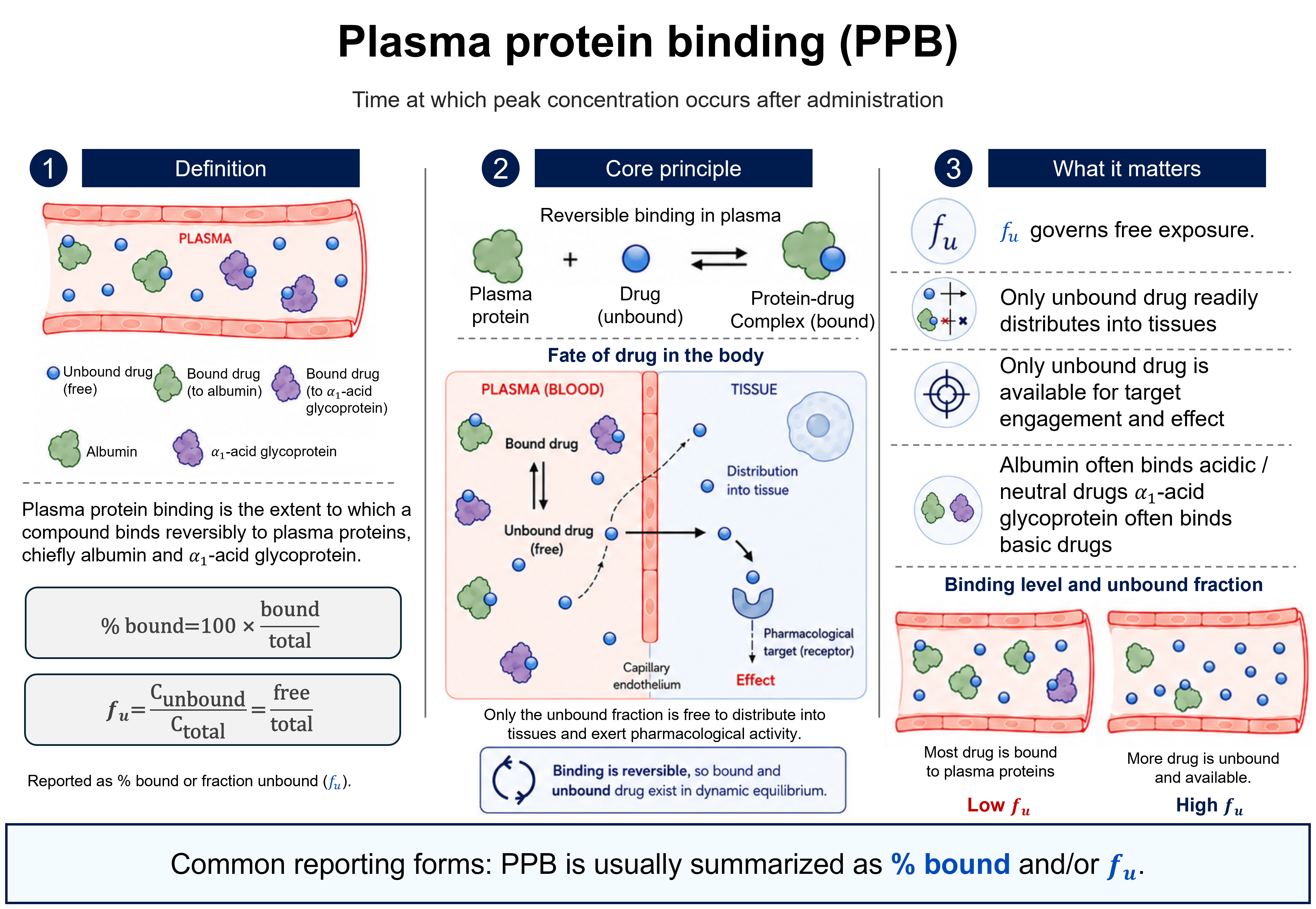 Plasma protein binding (PPB): the reversible binding of a drug to plasma proteins (drug + protein ⇌ protein–drug complex), quantified as percent bound (100 × bound/total) or fraction unbound (fu = Cunbound/Ctotal = free/total). Only the unbound fraction crosses the capillary endothelium into tissue, engages the pharmacological target, and exerts an effect; the bound fraction is a plasma reservoir in dynamic equilibrium. Albumin chiefly binds acidic/neutral drugs, α1-acid glycoprotein chiefly binds basic drugs. High binding gives low fu, low binding gives high fu.