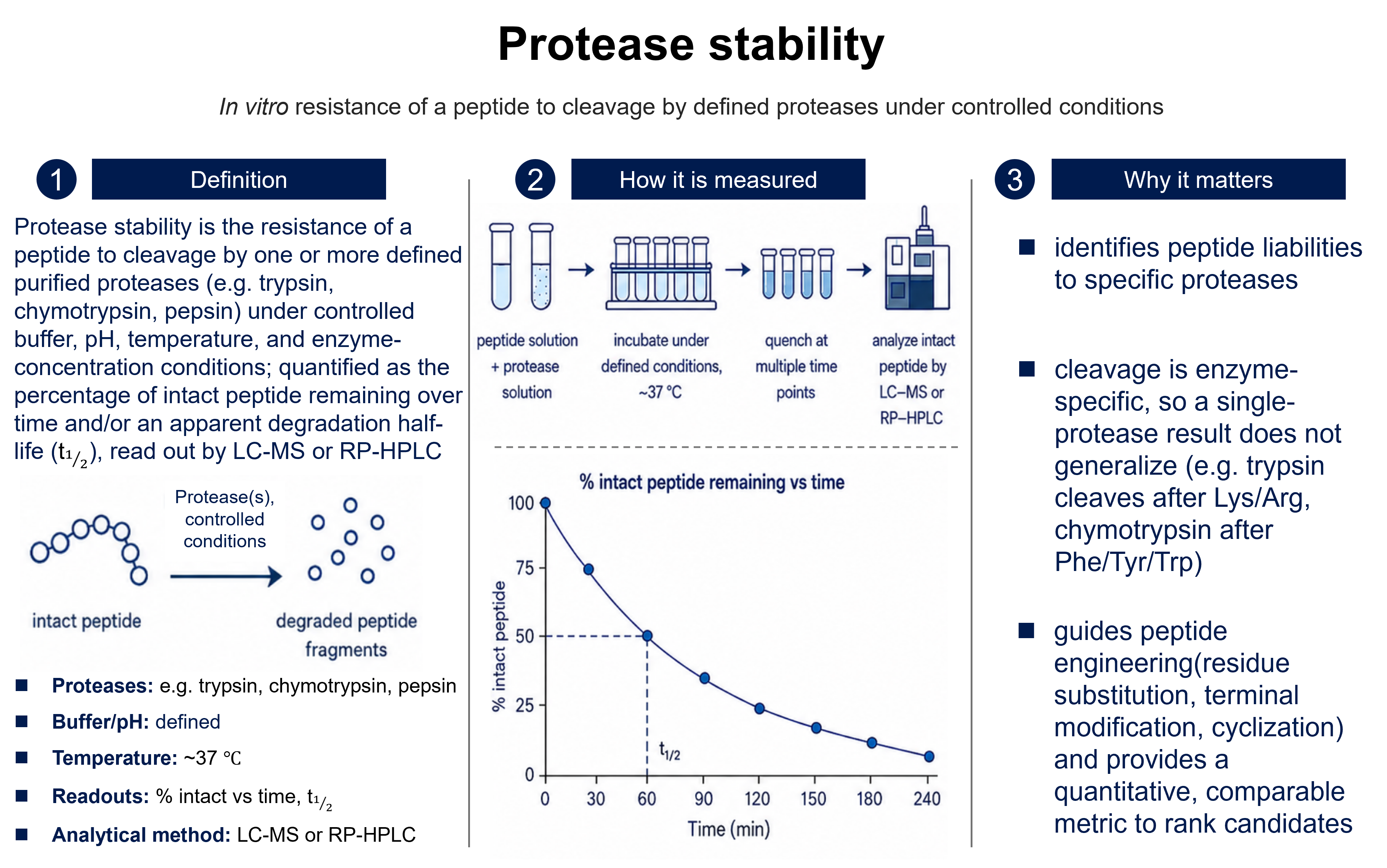 Protease stability: the in vitro resistance of a peptide to cleavage by one or more defined purified proteases (e.g. trypsin, chymotrypsin, pepsin) under controlled buffer, pH, temperature, and enzyme-concentration conditions, quantified as the percentage of intact peptide remaining over time and/or an apparent degradation half-life (t1/2), read out by LC–MS or RP–HPLC. The peptide is incubated with the protease, quenched at multiple time points, and intact peptide quantified; the 50% crossing of the percent-intact-vs-time curve is the apparent half-life. Cleavage is enzyme-specific (trypsin after Lys/Arg, chymotrypsin after Phe/Tyr/Trp), so a single-protease result does not generalize; it identifies protease liabilities and guides peptide engineering (residue substitution, terminal modification, cyclization).