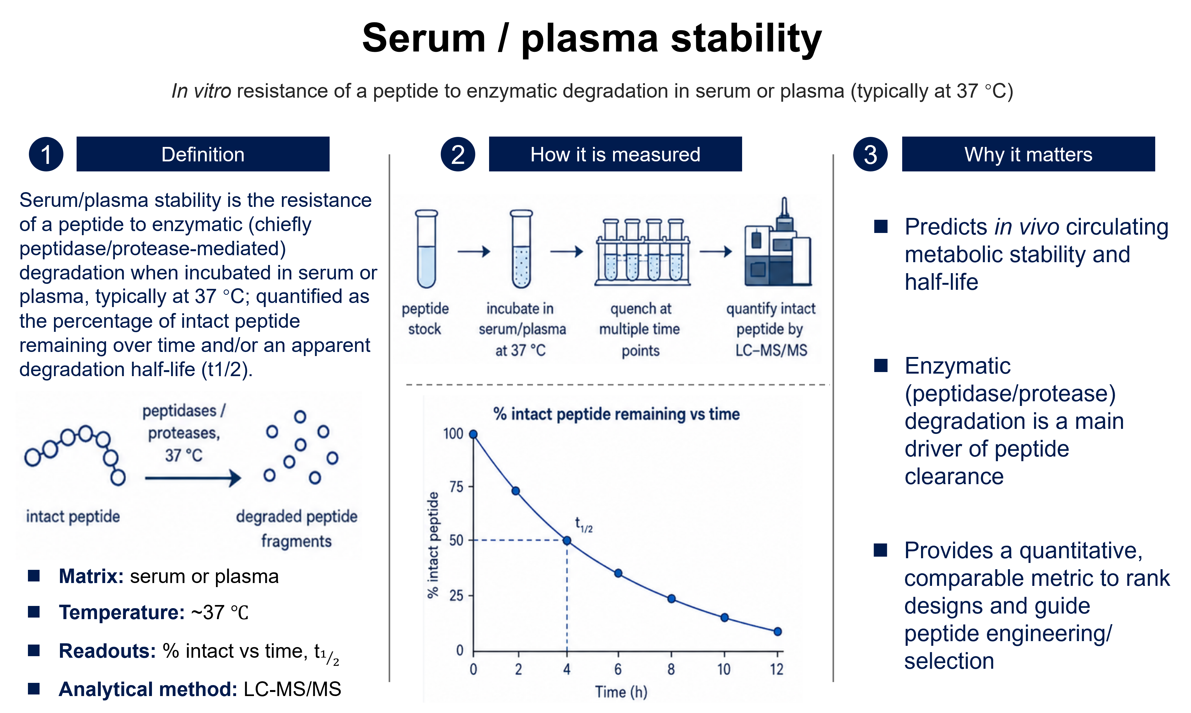 Serum / plasma stability: the in vitro resistance of a peptide to enzymatic (peptidase/protease-mediated) degradation when incubated in serum or plasma at ~37 °C, quantified as the percentage of intact peptide remaining over time and/or an apparent degradation half-life (t1/2). A peptide stock is incubated in serum/plasma, quenched at multiple time points, and the intact peptide quantified by LC–MS/MS; the time at which percent intact falls to 50% is the apparent half-life. It predicts in vivo circulating metabolic stability (enzymatic degradation is a main driver of peptide clearance) and provides a quantitative, comparable metric to rank designs and guide peptide engineering.